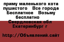 приму маленького кота пушистого - Все города Бесплатное » Возьму бесплатно   . Свердловская обл.,Екатеринбург г.